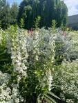 Plant name: Summer Snapdragon Angelonia  cv. Angelface White